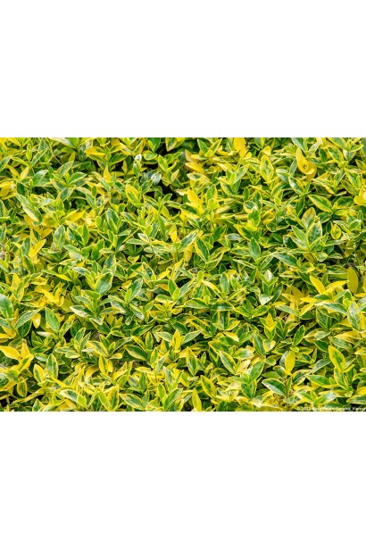 Барвінок Ауреоварієгата опис